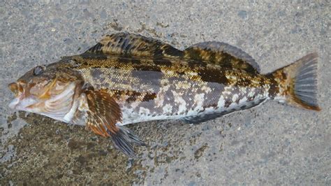 愛魚|アイナメ 【鮎並】旬の時期や食べ方、生態、おすす。